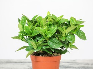 栀子干叶是什么原因