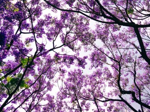 蓝花楹在世界各地的相关文化