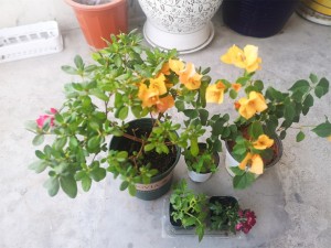 三角梅叶子发黄的原因及解决方法