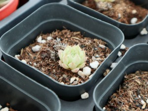 十大难养多肉，多肉哪款最难养