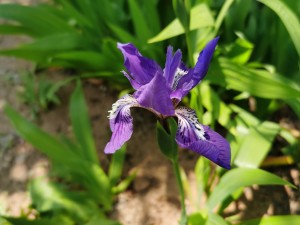 鸢尾的养殖方法和注意事项