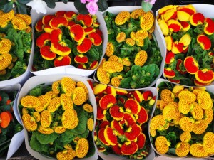 蒲包花黄叶的原因和处理办法