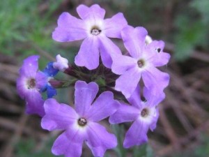 细叶美女樱的病虫害防治方法