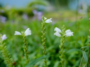 随意草的养殖方法