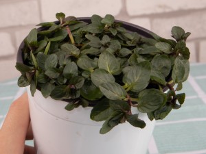 薄荷的功效与作用，薄荷叶怎么吃