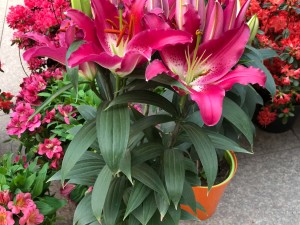 百合花能放客厅吗