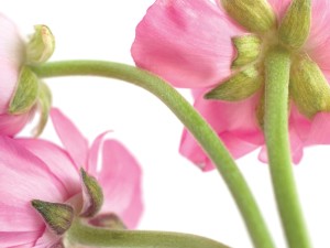 花毛茛有什么作用