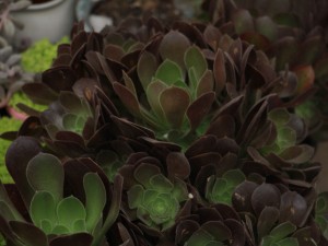 黑法师的养殖方法