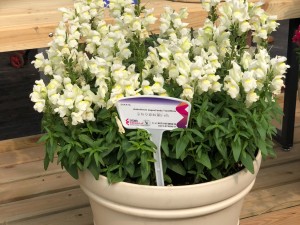 金鱼草和金鱼吊兰是一种植物吗