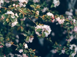 海棠花叶子发黄怎么办