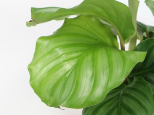 青苹果竹芋为什么叶子发黄