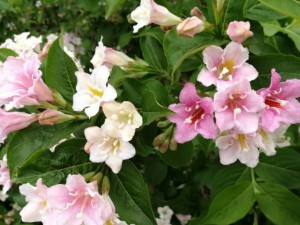 锦带花什么时候开花