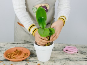 蝴蝶兰烂根是什么原因，蝴蝶兰烂根怎么处理