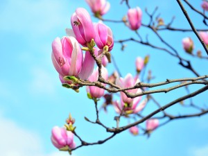 玉兰花的寓意和传说