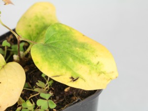 铁线莲枯萎了怎么办