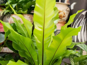 鸟巢蕨的水培方法大全