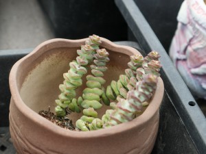 寓意吉祥的多肉植物