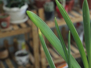 风信子的花语，不同颜色风信子的花语