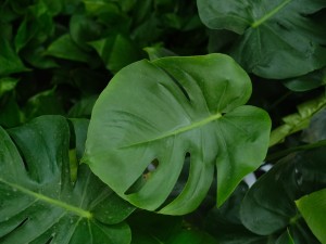 龟背竹长的太大怎么办