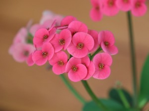 虎刺梅叶子发黄怎么办