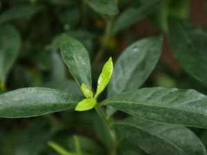 栀子花怎么繁殖