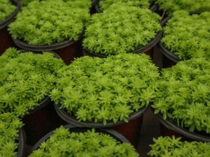 黄金万年草的四季养护方法