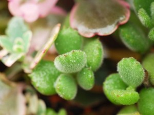 熊童子叶子干瘪发软怎么办