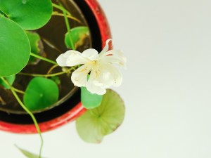 碗莲芽尖出水发黑什么原因