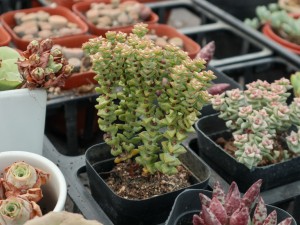 小米星徒长怎么办