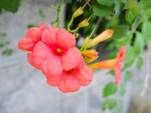 凌霄花不开花是什么原因