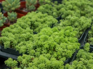 黄金万年草怎么浇水