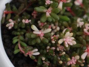 虹之玉徒长怎么办