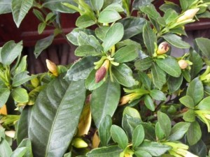 栀子花只长骨朵不开花怎么办？栀子花只长花苞不长花怎么办？