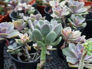 多肉爬满蚧壳虫？用这7种方法，3天就能一扫而光！