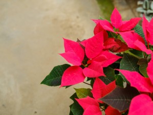 一品红是否适合室内摆放