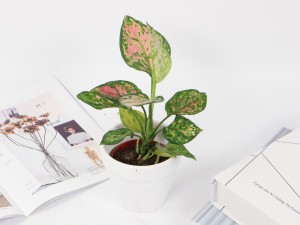 客厅养什么绿植最旺家旺财