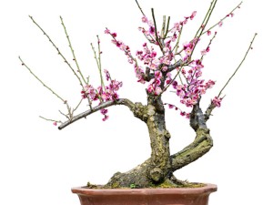 梅花避免药害发生的方法