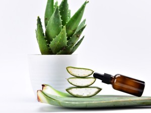 芦荟叶子卷起来了怎么办