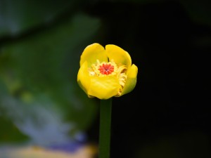 萍蓬草的功效与作用