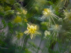 耧斗菜的花语和寓意，有什么传说故事