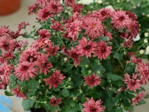 菊花能放在室内吗