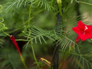 茑萝的养殖方法和注意事项