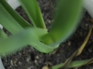 风信子的水培方法