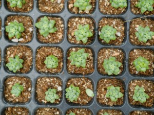 多肉的五种驱虫方法