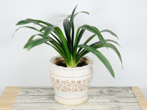 君子兰品种，君子兰图片