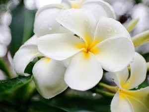 鸡蛋花有什么作用