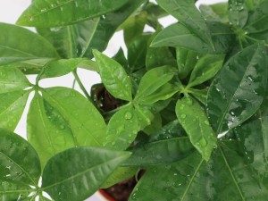 发财树叶子发黑怎么办