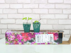 铁线莲冬天会冻死吗