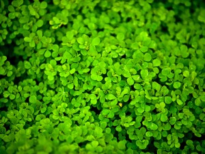 醡浆草花语大全