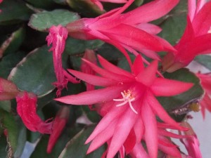 假昙花叶子发蔫怎么办